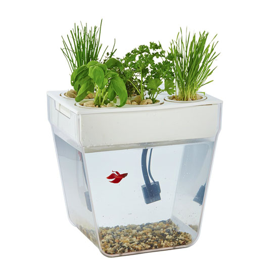 Back to the Roots Water Garden Aquarium Starter Kit