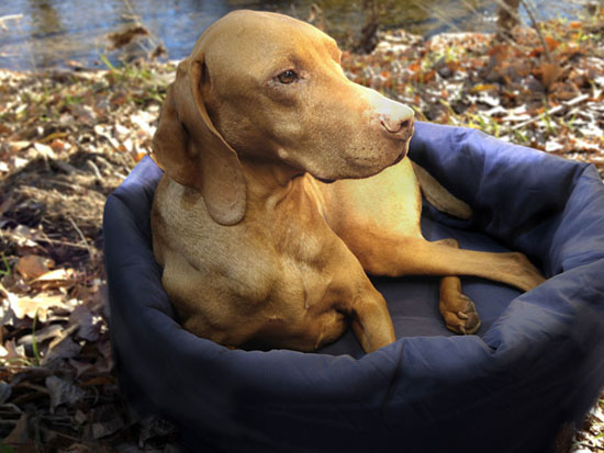 Boulderlite 2-in-1 NobleCamper Travel Dog Bed