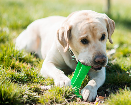 Bristly - Playful and Effective Toothbrush for Dogs
