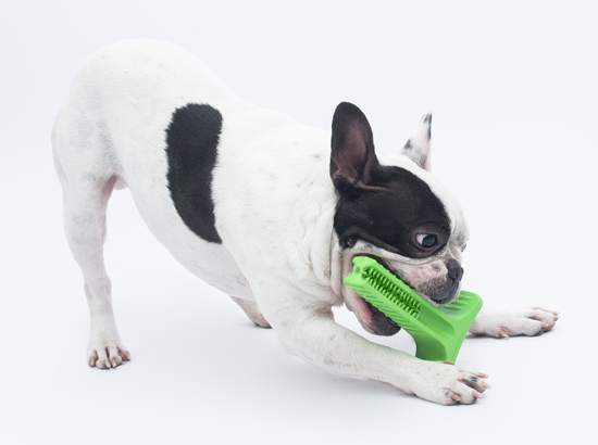 Bristly - Playful and Effective Toothbrush for Dogs