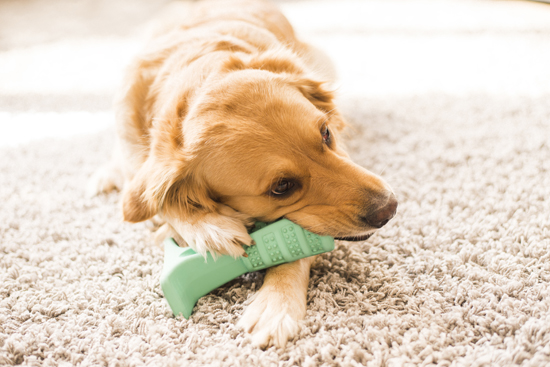 Bristly - Playful and Effective Toothbrush for Dogs