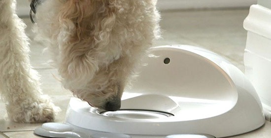 CleverPet Interactive Device for Dogs