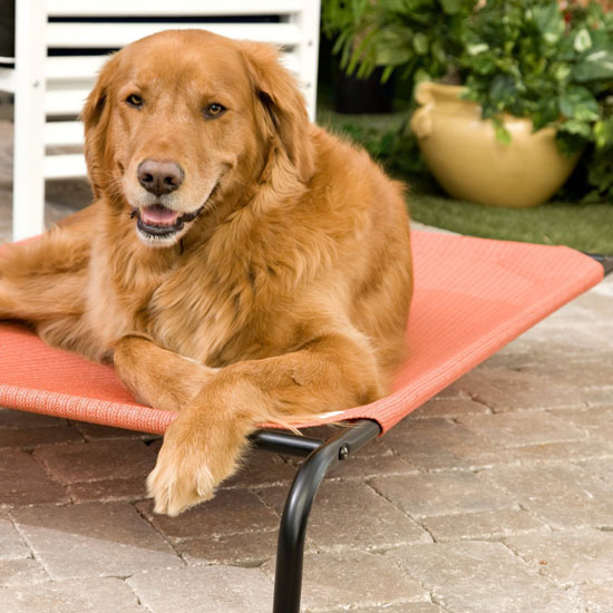 Coolaroo Elevated Pet Bed with Knitted Fabric