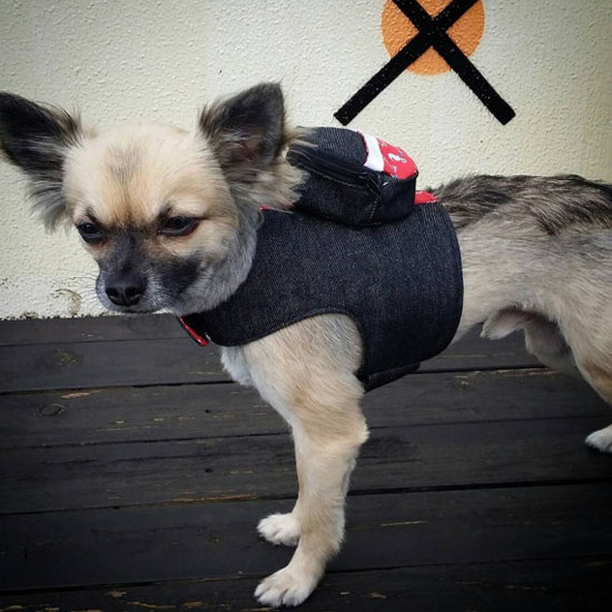 Cute Denim Dog Harness with Detachable Backpack