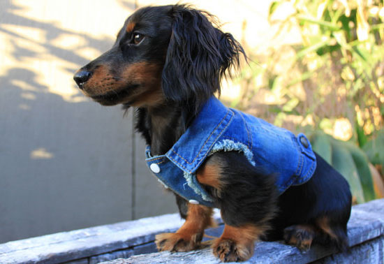 Cool Denim Dog Jacket/Vest by Pablo and Co. Boutique