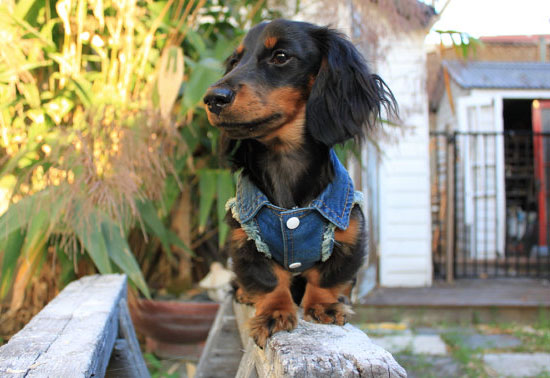 Cool Denim Dog Jacket/Vest by Pablo and Co. Boutique