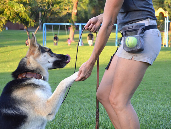 Dog Treat Training Bag with Mesh Pouch for Ball or Toys