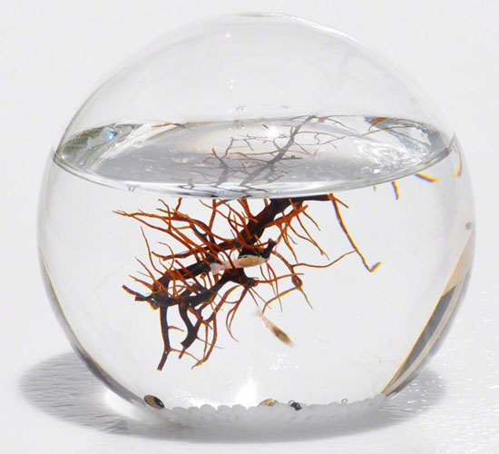 EcoSphere Closed Aquatic Ecosystem