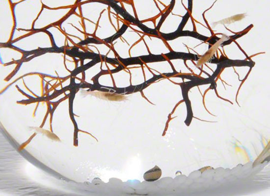 EcoSphere Closed Aquatic Ecosystem