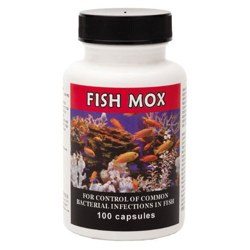 Fish Mox Amoxicillin in Each Capsule