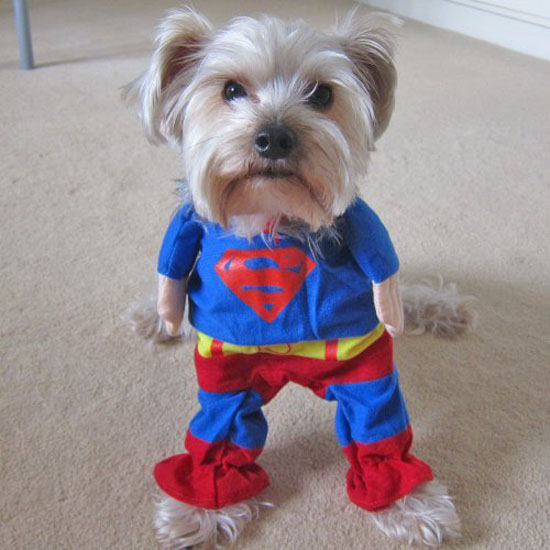 Top 20 Dog Halloween Costumes - Alfie Superman Dog Costume