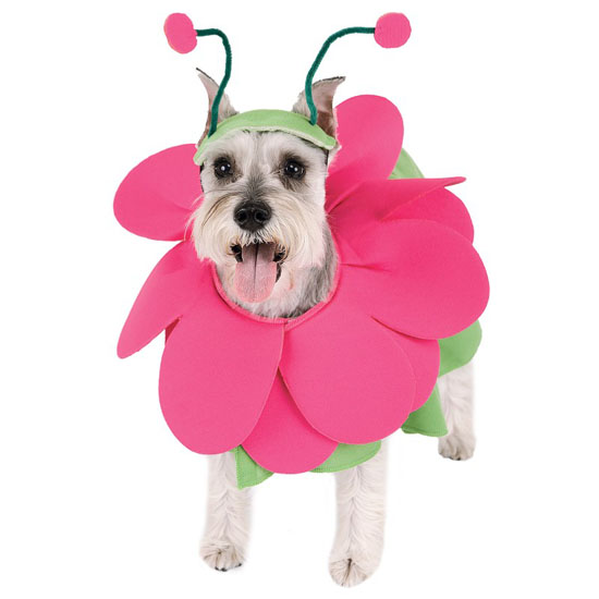 Top 20 Dog Halloween Costumes - Bloomin' Snout Pet Costume