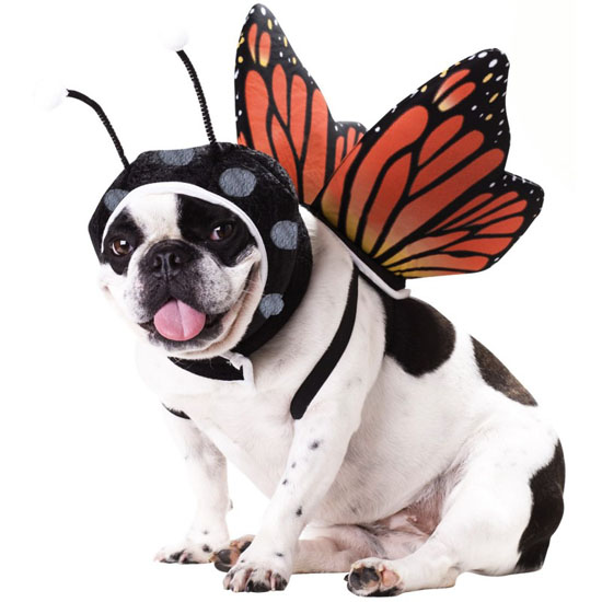 Top 20 Dog Halloween Costumes - Butterfly Pet Costume