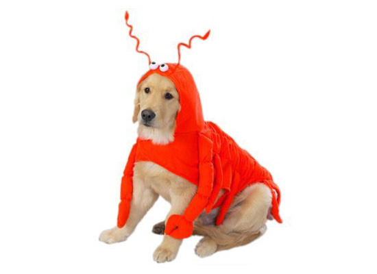 Top 20 Dog Halloween Costumes - Lobster Paw Dog Costume