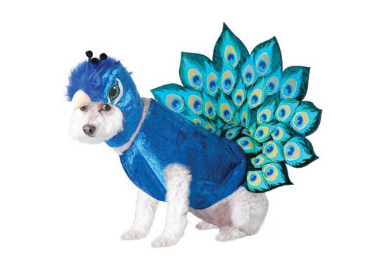 Top 20 Dog Halloween Costumes - Peacock Pet Costume