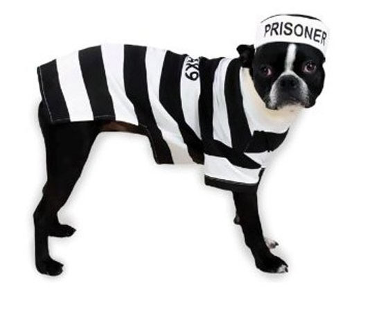 Top 20 Dog Halloween Costumes - Prison Pooch Dog Costume