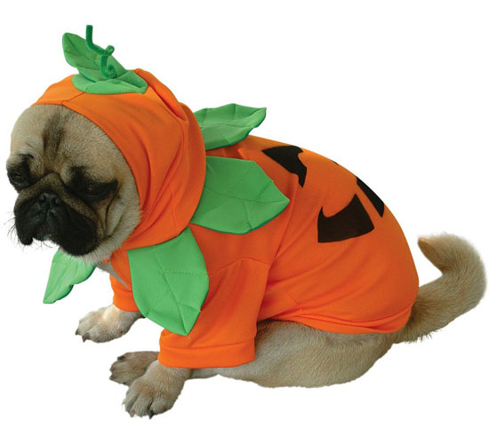 Top 20 Dog Halloween Costumes - Pumpkin Pooch Dog Costume