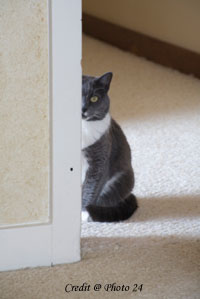 How to Stop Cat from Urinating on Carpet
