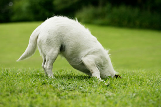 How to stop dog from digging holes