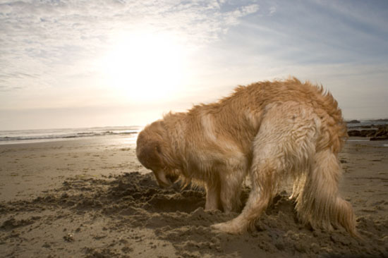 How to stop dog from digging holes