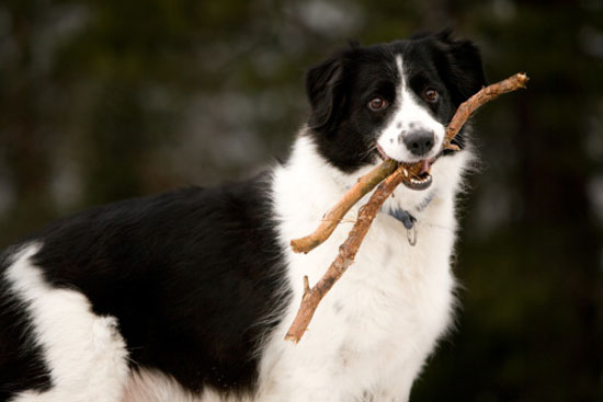 How to stop dog from digging holes