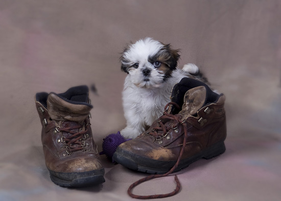 How to Train a Puppy : Train An Obedient and Balanced Dog Right From The Start