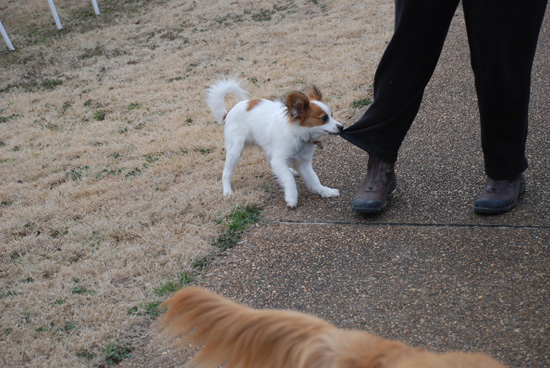 How to Train a Puppy : Train An Obedient and Balanced Dog Right From The Start