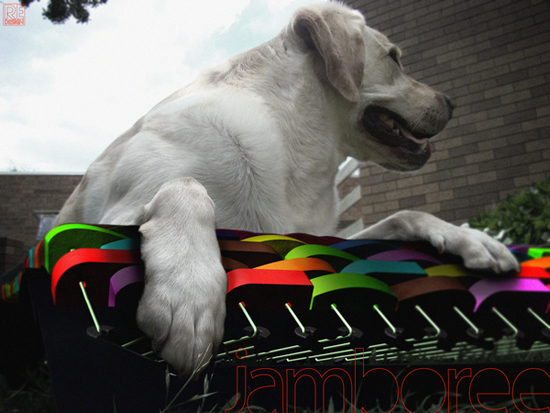 Jamboree Dog Hammock