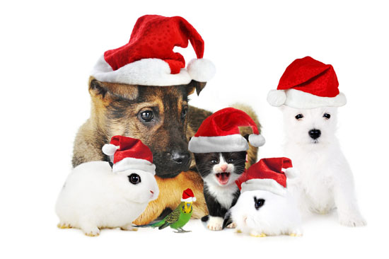 Merry Christmas Everyone! - With a dog in your life, Christmas is going to be that much better and sometimes, it is better to spend Christmas home with the dog than out with the merrymakers. Have a Doggone Merry Christmas! 