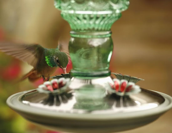 Perky Pet Antique Bottle Hummingbird Feeder