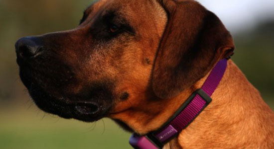 PetPace Pet Health Monitor Smart Collar