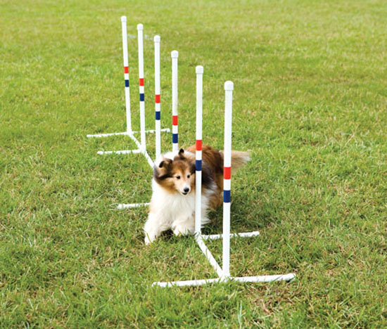 PetSafe Agility Weave Poles