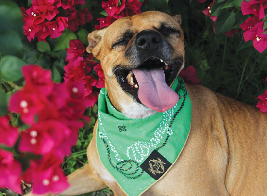 Unique Screen-Printing Vintage Bandana Collection for Dog by Boots and Arrows