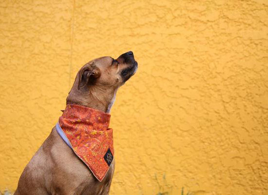 Unique Screen-Printing Vintage Bandana Collection for Dog by Boots and Arrows