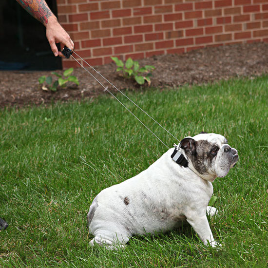 Super Collar - Innovative Collar and Leash Hybrid