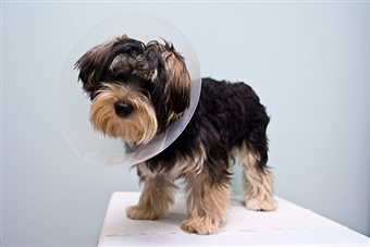 The Importance of Spaying and Neutering Dogs : Pros and Cons