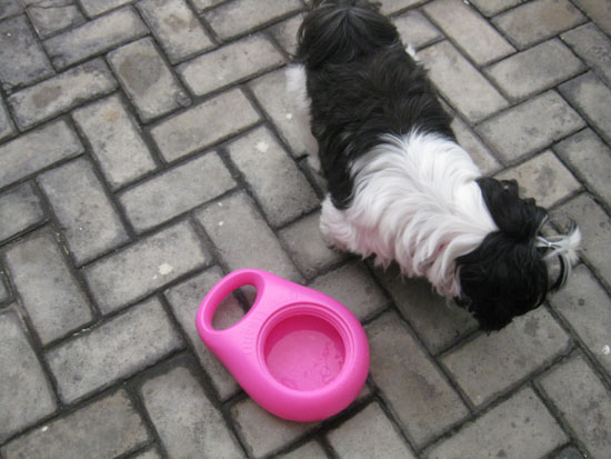 Thirsty Milo Portable Dog Water Bowl