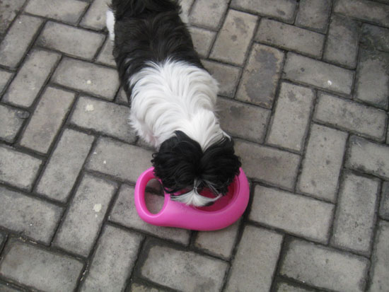 Thirsty Milo Portable Dog Water Bowl