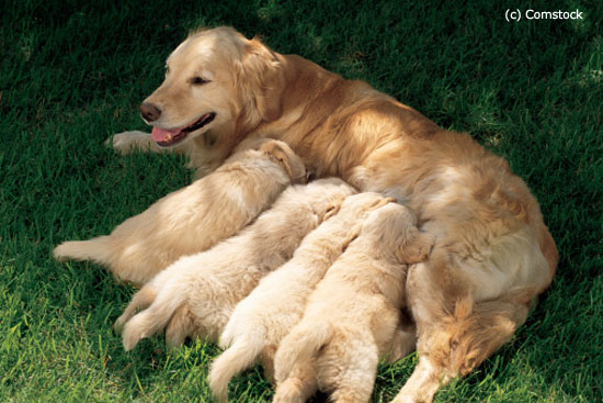 Top Signs of Dog Labor: How to know When Your Dog Will Give Birth (Whelping)