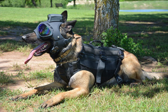 Trident K9 Tactical Helmet from K9Helmets