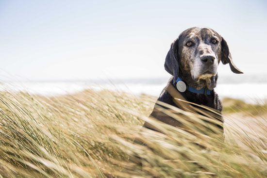 Whistle Acitivity Monitor for Dog